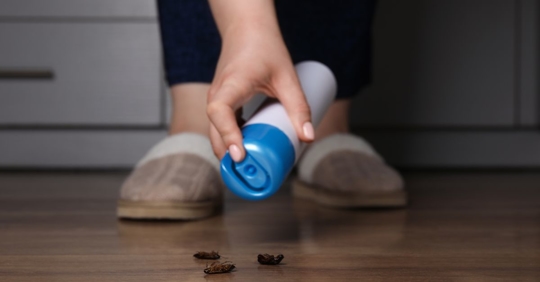 spraying bugs at home