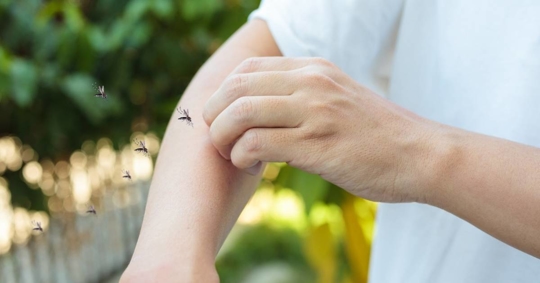 Man itching and scratching on arm from allergy skin rash cause by mosquito bite