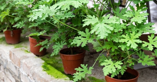 Citronella plant, natural mosquito repellent