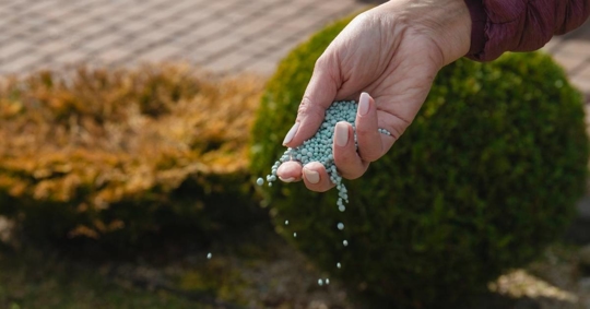 Woman fertilizing the lawn soil