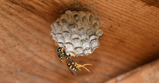 Wasp Nest