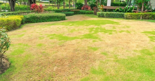 Lawn in bad condition and needs maintaining