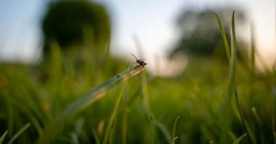 Insect on a grass blade