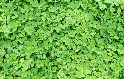 clover in yard