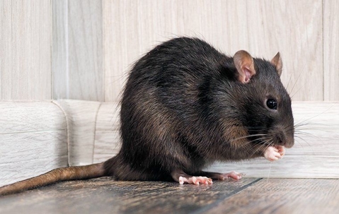 rat in corner of room