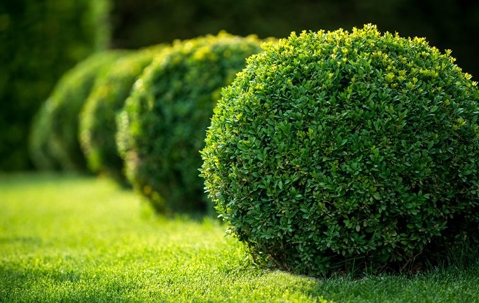 bushes outside a home