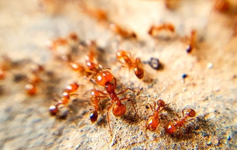 Fire ants swarming