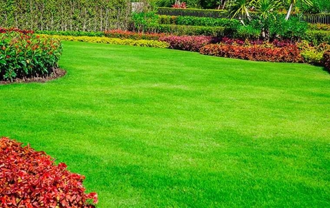 beautiful green lawn