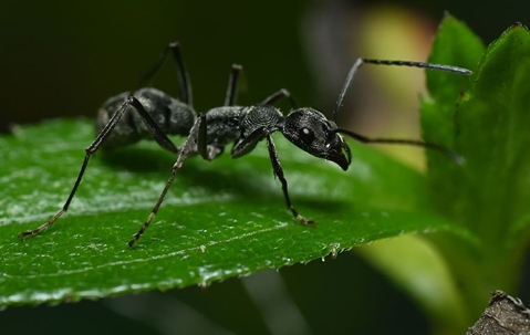 ant crawling on a leaf