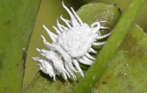 mealybug on lawn