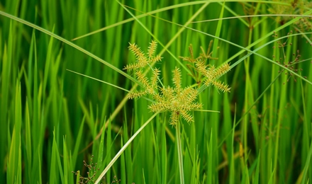 Sedge Weeds