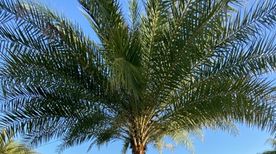 Phoenix Sylvester Palm Photo