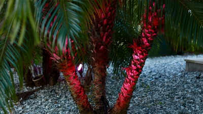 Palm Trees with Up-Lighting Photo