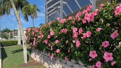 Blooming Hibiscus Photo