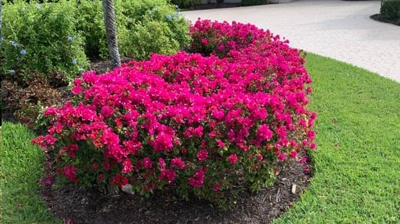 Flowering Shrubs Photo