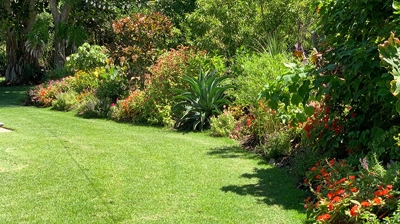 Flowering Shrubs Photo