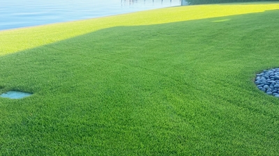 Healthy, Green Lawn Photo