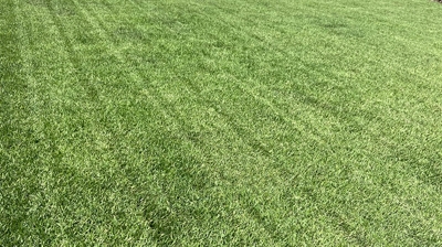 Healthy, Green Lawn Photo