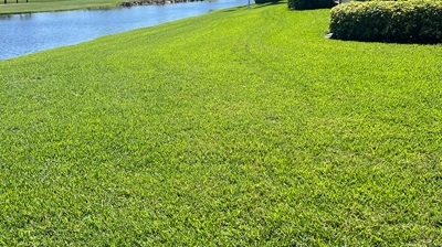 Healthy, Green Lawn Photo