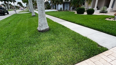 Healthy, Green Lawn Photo
