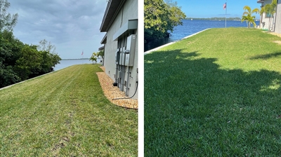 Healthy, Green Lawn Before & After Photo