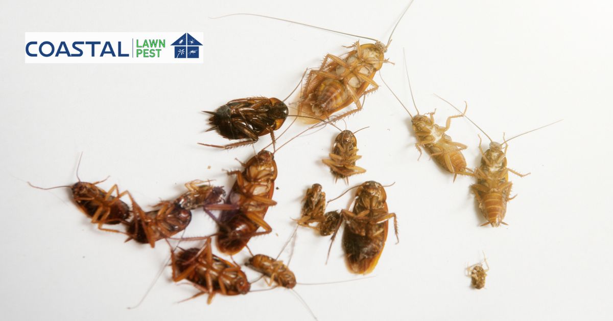 What is fumigation and how does it take care of insects?