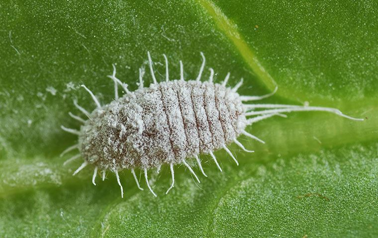 Extreme Closeup Of A Long Tailed Mealybug