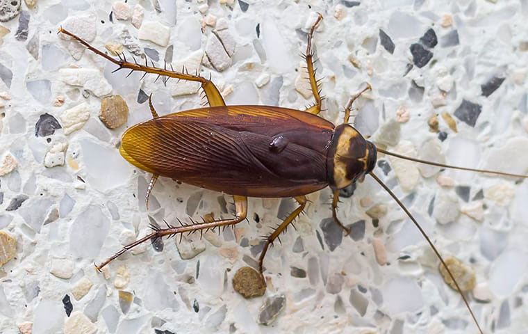 American Cockroach On Kitchen Counter