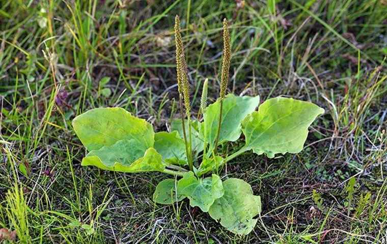 Broadleaf Plantain In Lawn