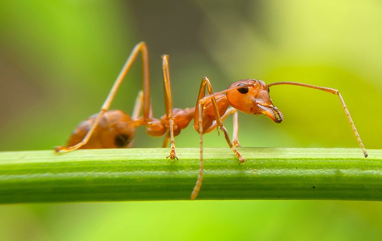 Fire Ant