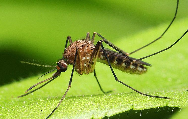 Mosquito Perched On A Leaf