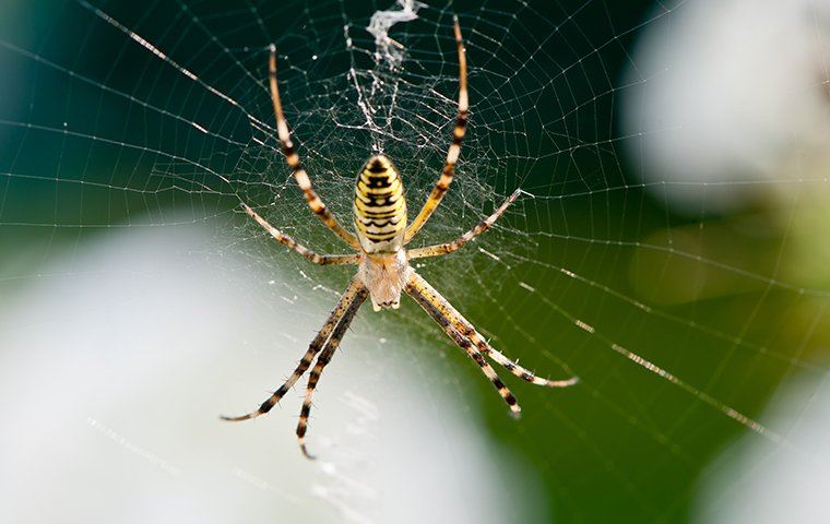 Orb Weaver Spider