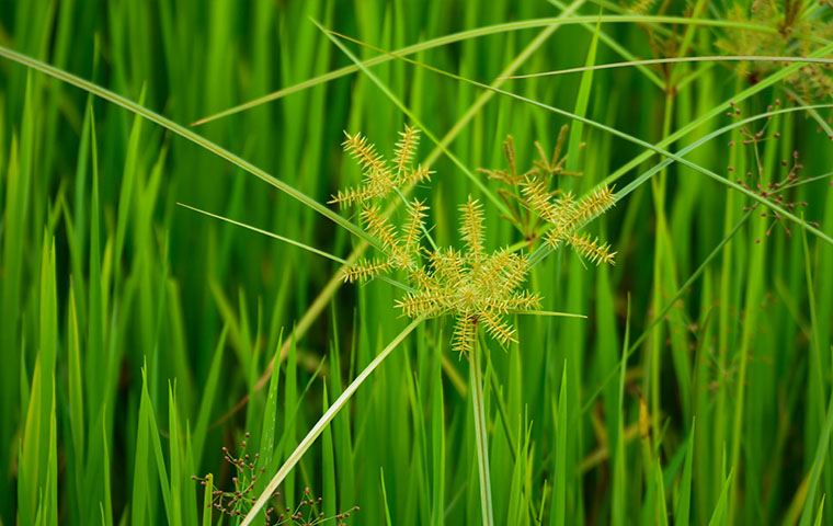 Small Flower Umbrella Sedge