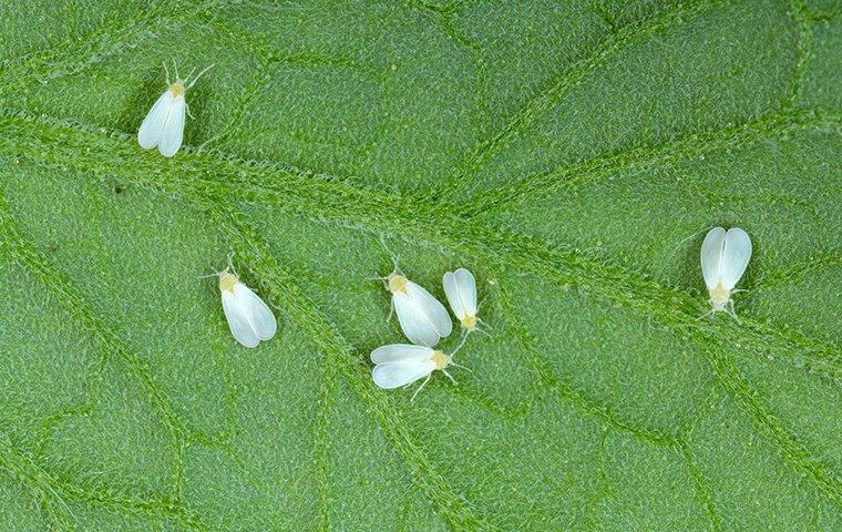 Whiteflies On A Leaf