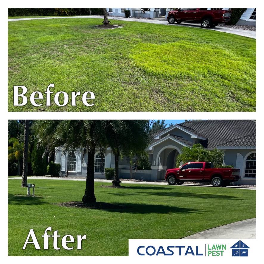 Turf Termite Control in Cape Coral
